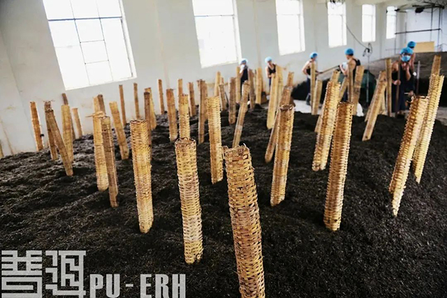 生茶与熟茶的区别