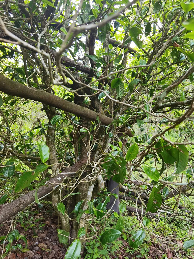 八角亭老乌山藤条古韵普洱茶