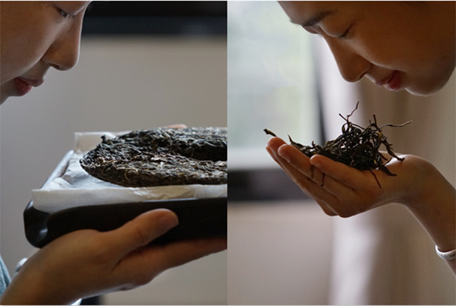 津乔普洱茶