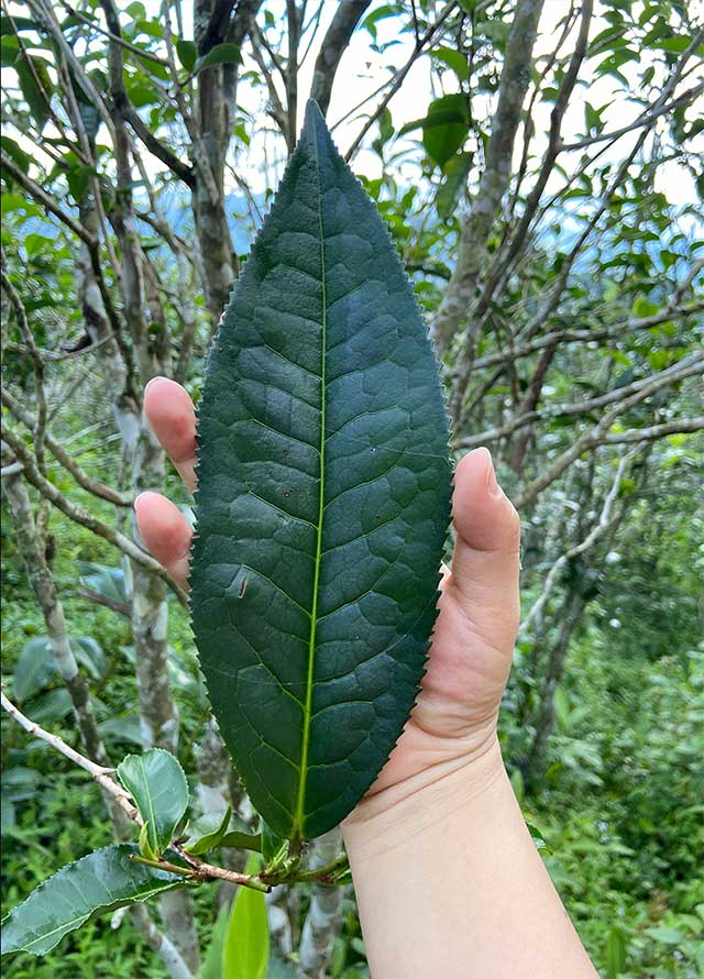 荣瑞祥凉水箐普洱生茶