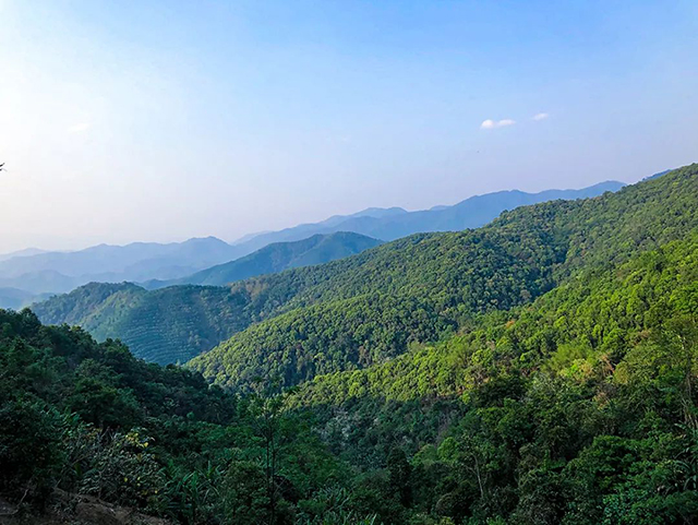 紫者天门山高杆古树普洱茶