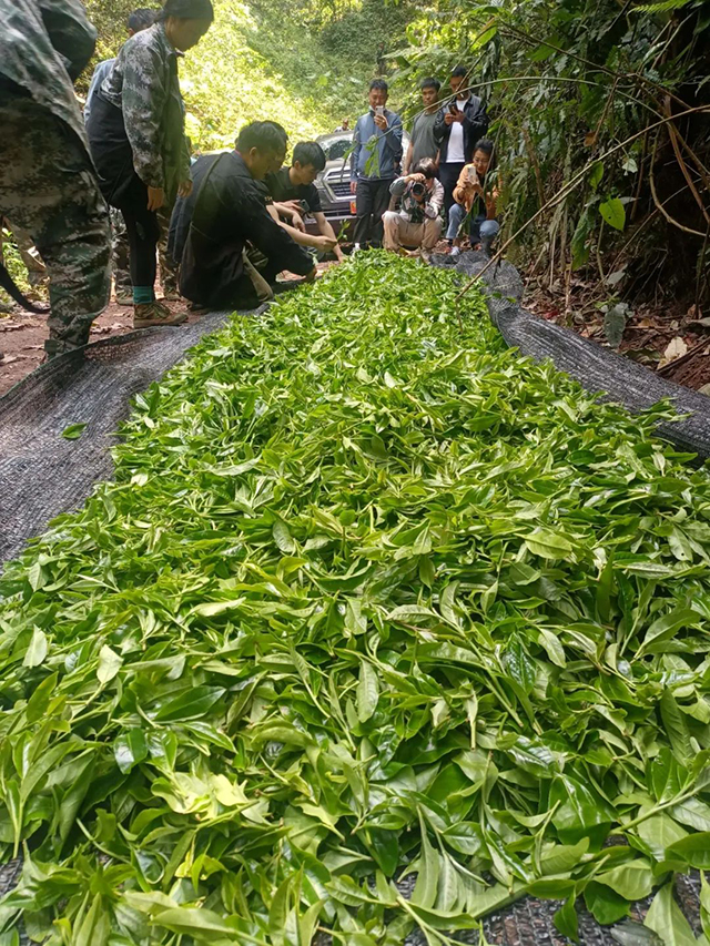 紫者天门山高杆古树普洱茶