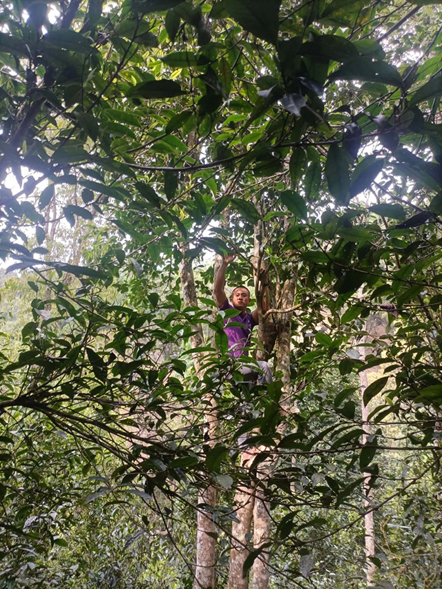 紫者天门山高杆古树普洱茶