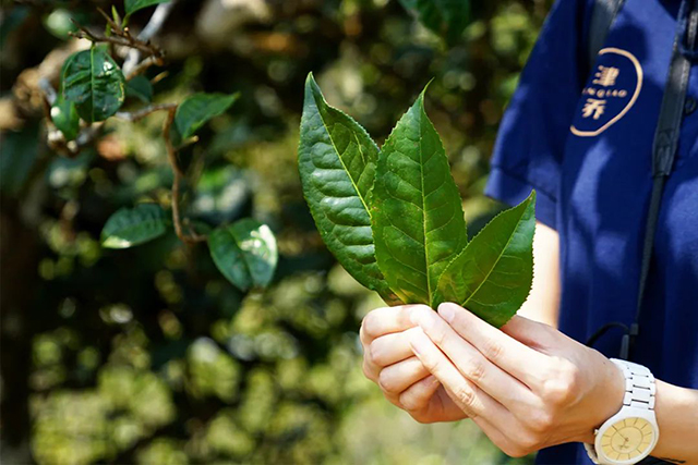 津乔普洱茶