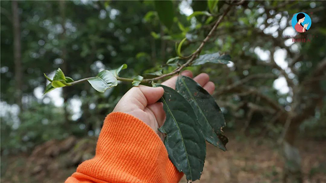 南茗佳人黄片普洱茶