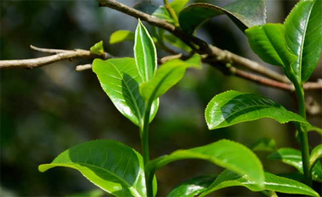 2022龙润茶昔归普洱茶