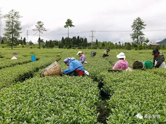 极边乌龙茶品牌