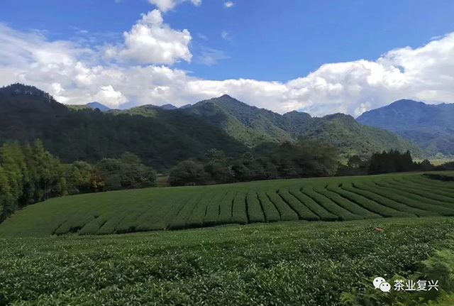 极边乌龙茶品牌