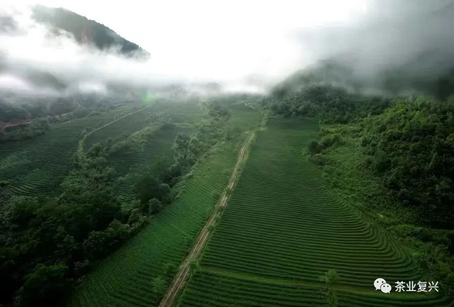 极边乌龙茶品牌