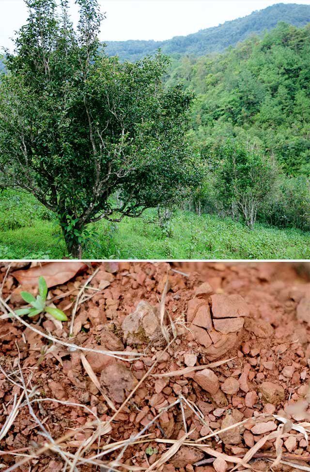 小泥塘古茶园茶山环境实拍