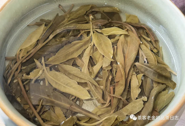 吾茶共饮2022年老班章三棵树普洱茶