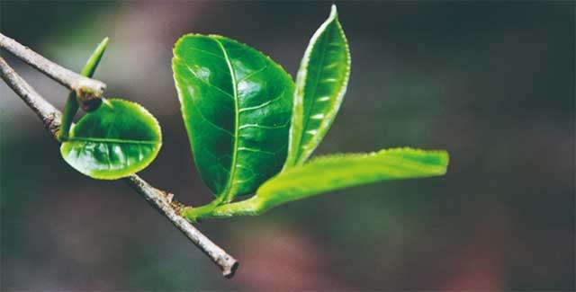 倚邦中小叶种普洱茶