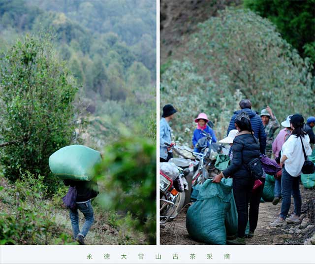 荣瑞祥2022年永德大雪山森林野红