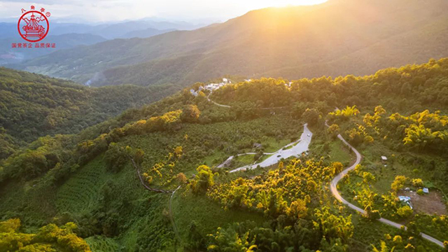 八角亭困鹿山皇家古茶普洱茶