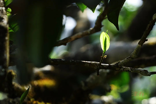 津乔普洱茶