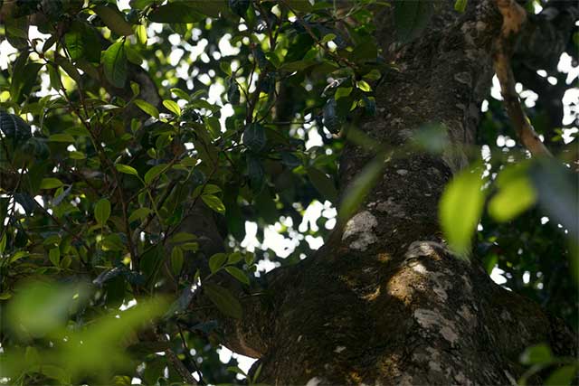 龙润茶2013年826熟饼普洱茶