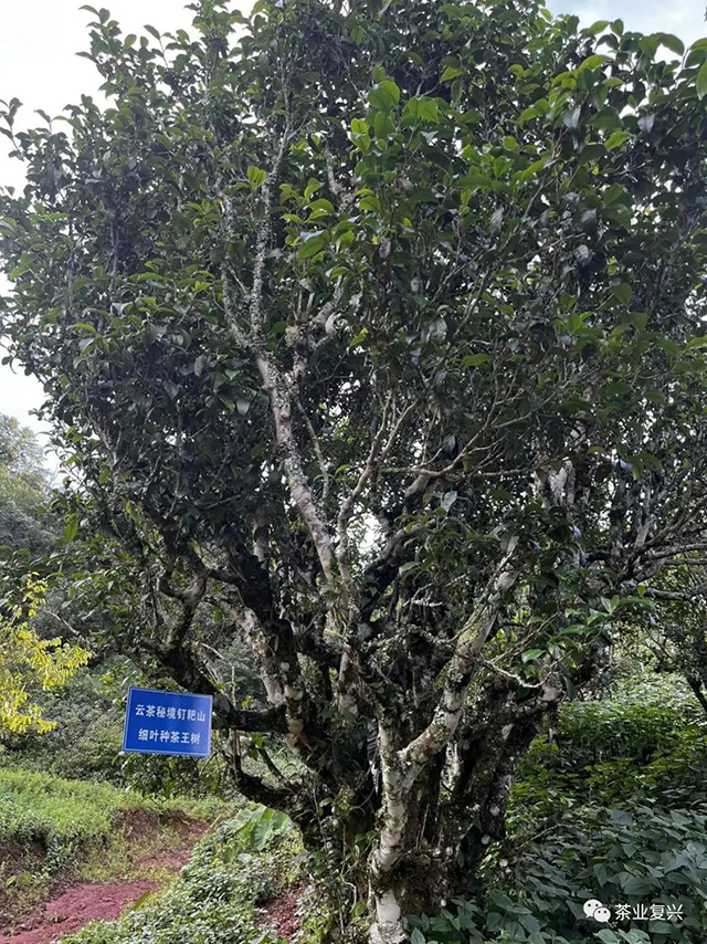 钉耙山细叶种茶王树