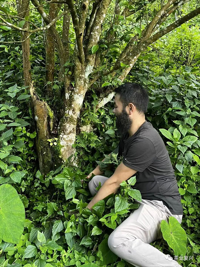 钉耙山老毛扒开杂草找被砍伐过的痕迹