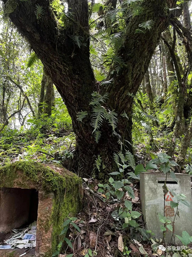 周重林钉耙山考察记