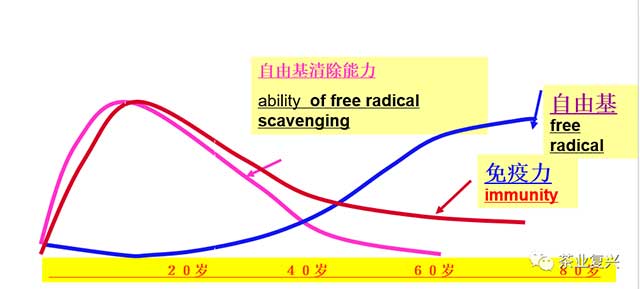 屠幼英茶与健康