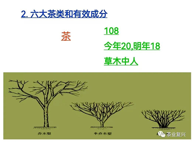 屠幼英茶与健康