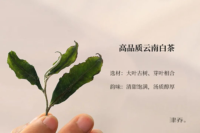 津乔普洱