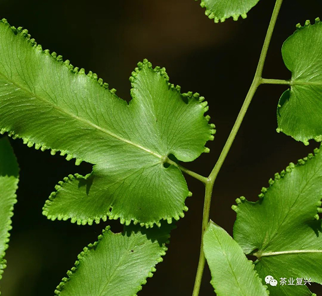 刘华杰勐海植物记