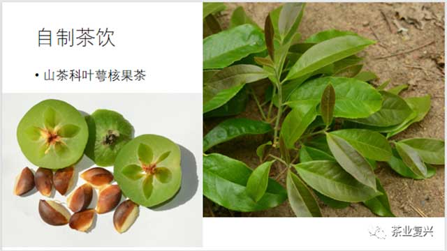 刘华杰勐海植物记