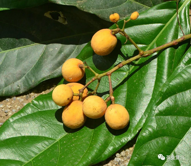 刘华杰勐海植物记