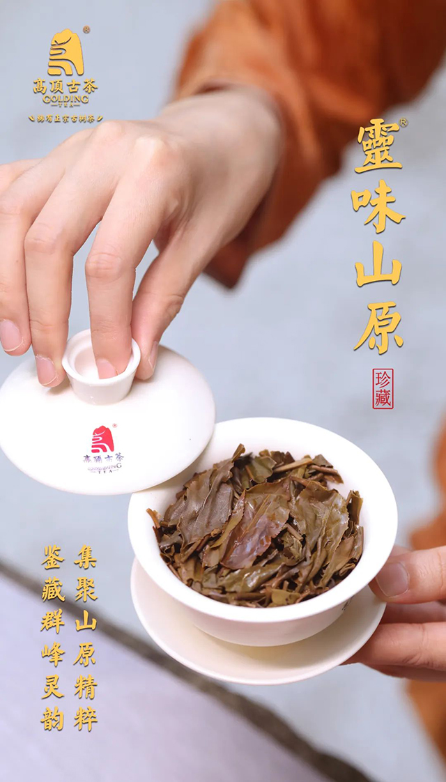 高顶古茶灵味山原普洱茶