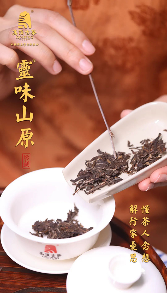 高顶古茶灵味山原普洱茶