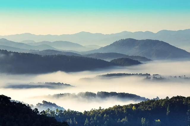 龙润茶