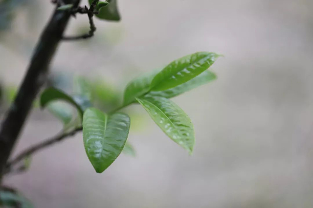 龙润茶2022年年华普洱茶