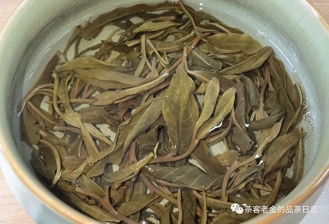 吾茶共饮2022年菁瑶普洱茶