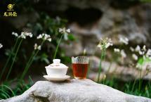 云南龙润茶业：喝茶消暑，化伏为安
