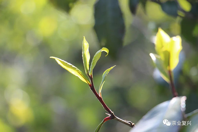 红叶红梗茶