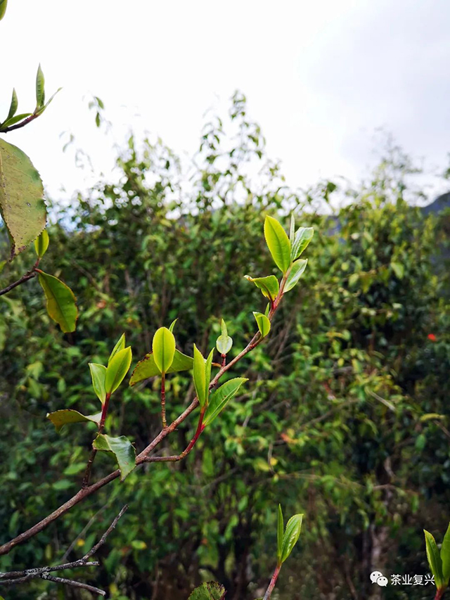 红叶红梗茶