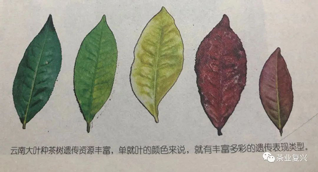 红叶红梗茶