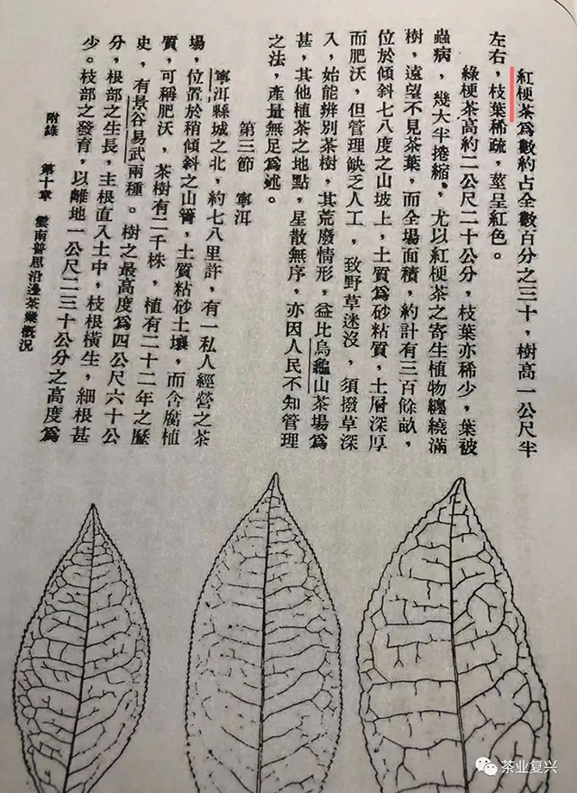 红叶红梗茶