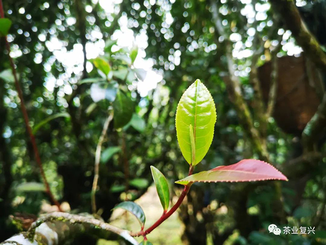 红叶红梗茶