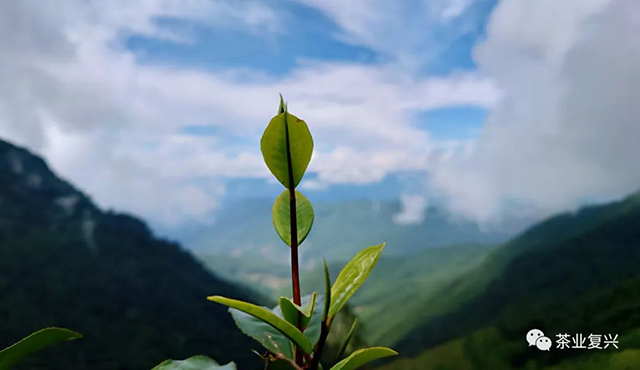 红叶红梗茶