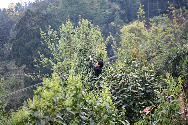 沈忠华谈普洱茶