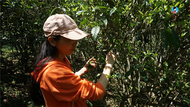 普洱茶洗茶方法