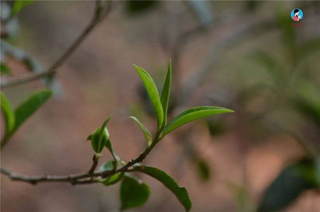 普洱茶洗茶方法