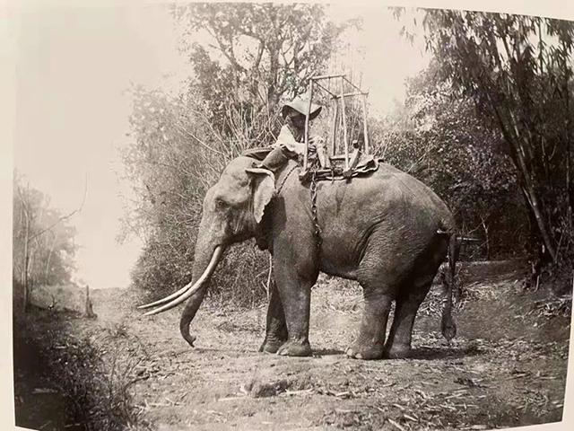云南西南部拍到的大象
