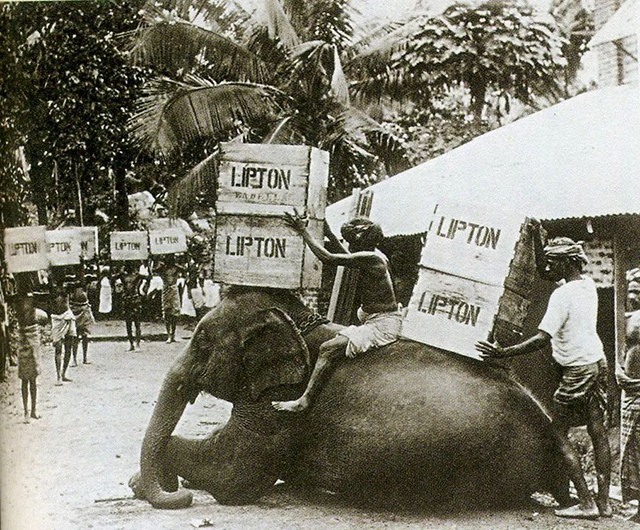 大象驮运输立顿茶