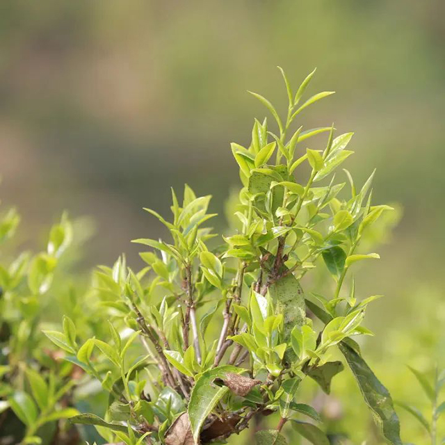 中茶御贡双峰普洱茶中茶茗山那卡生茶