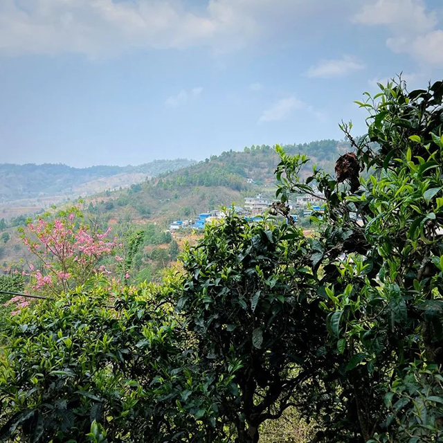 中茶御贡双峰普洱茶中茶茗山那卡生茶