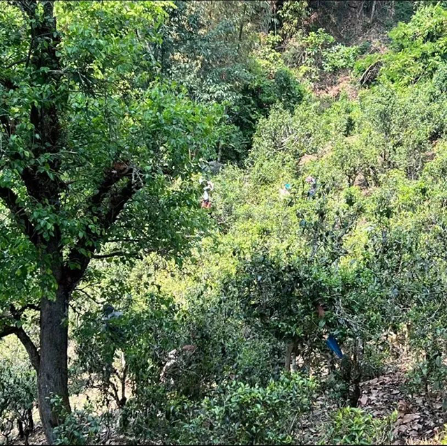 中茶御贡双峰普洱茶中茶茗山那卡生茶