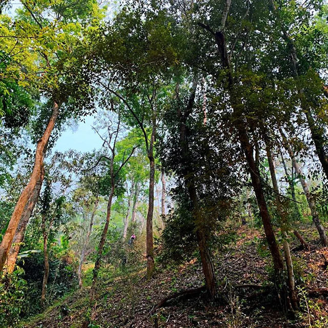 中茶御贡双峰普洱茶中茶倚邦生茶